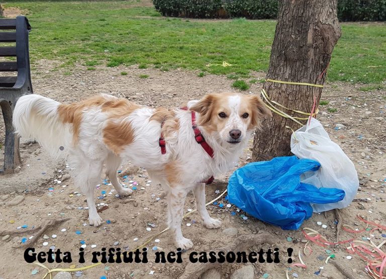 Non solo animali Bollate a 6 Zampe