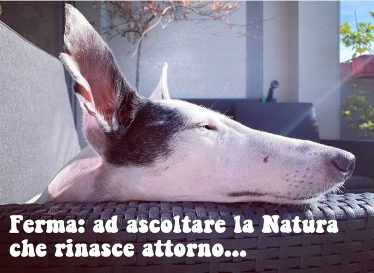 Non solo animali Bollate a 6 Zampe