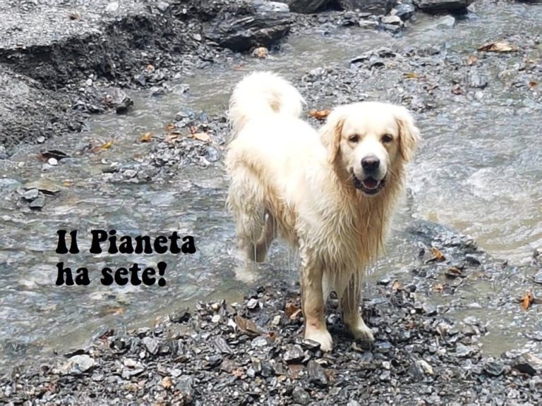 Non solo animali Bollate a 6 Zampe