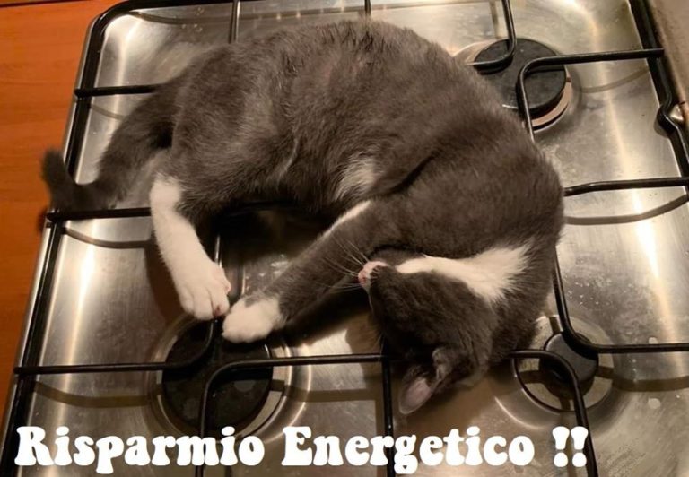 Non solo animali Bollate a 6 Zampe