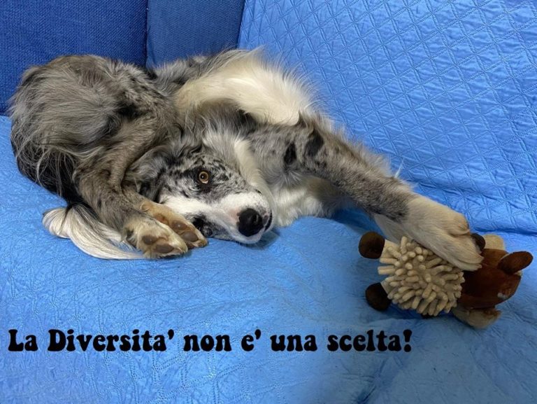 Non solo animali Bollate a 6 Zampe
