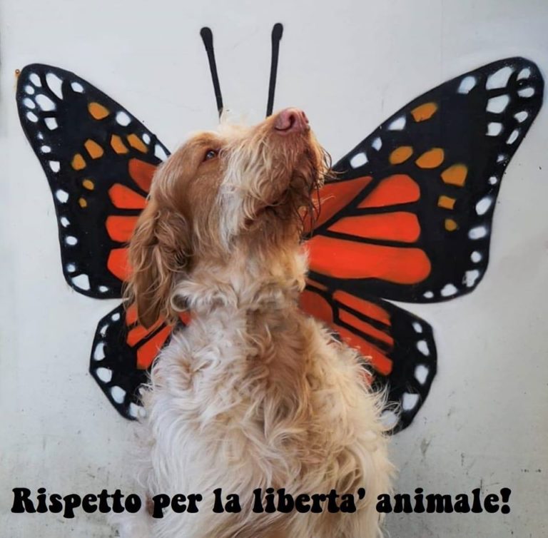 Non solo animali Bollate a 6 Zampe