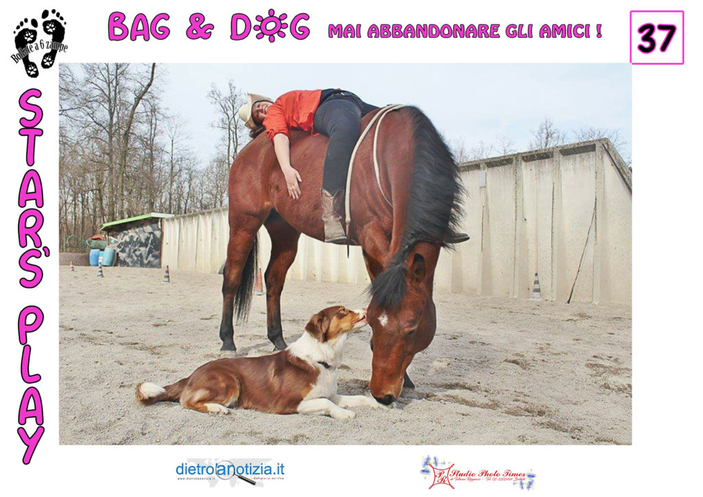 bag and dog bollate a 6 zampe