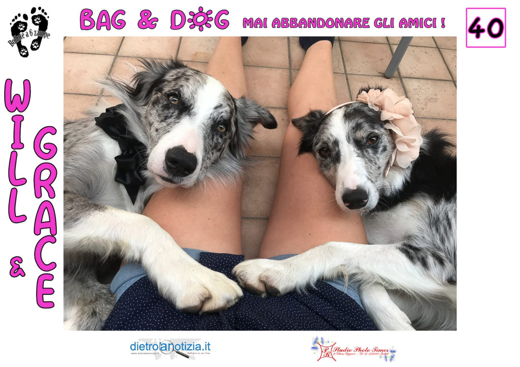 bag and dog bollate a 6 zampe