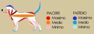consigli utili bollate a 6 zampe