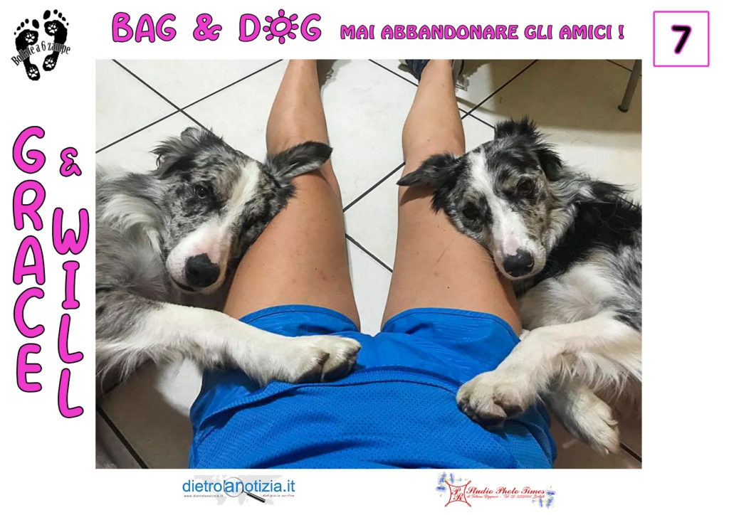 bag and dog bollate a 6 zampe