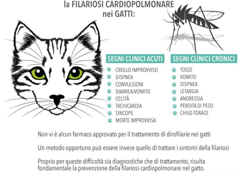 consigli utili bollate a 6 zampe