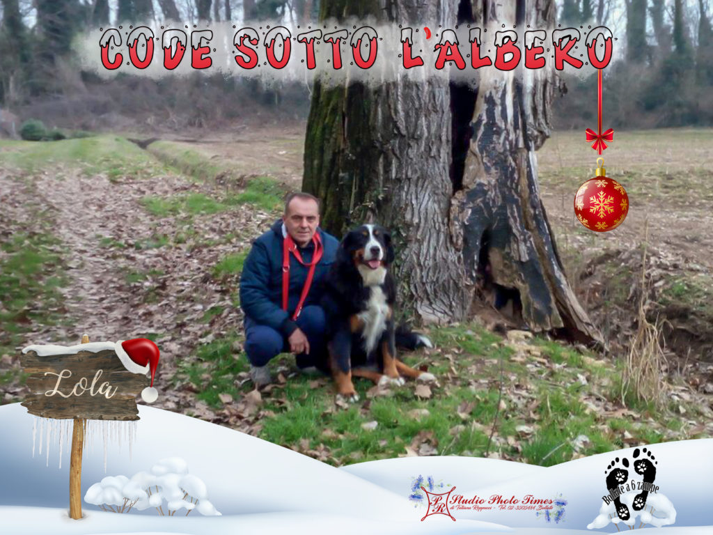 code sotto l'albero bollate a 6 zampe